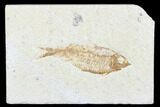 Detailed Fossil Fish (Knightia) - Wyoming #176356-1
